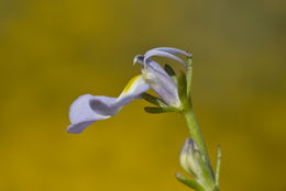 Image of Toothed Calico-Flower