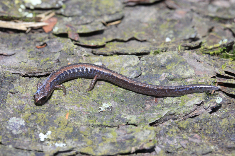 Image of Thorius troglodytes Taylor 1941