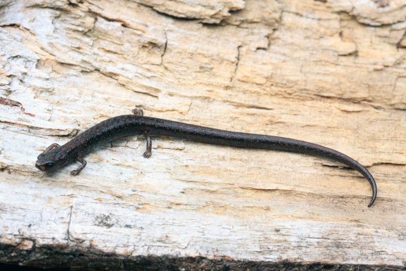 Image of Lower Cerro Pygmy Salamander