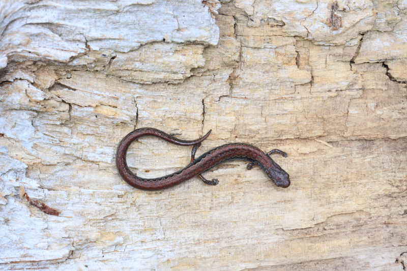 Image of Lower Cerro Pygmy Salamander