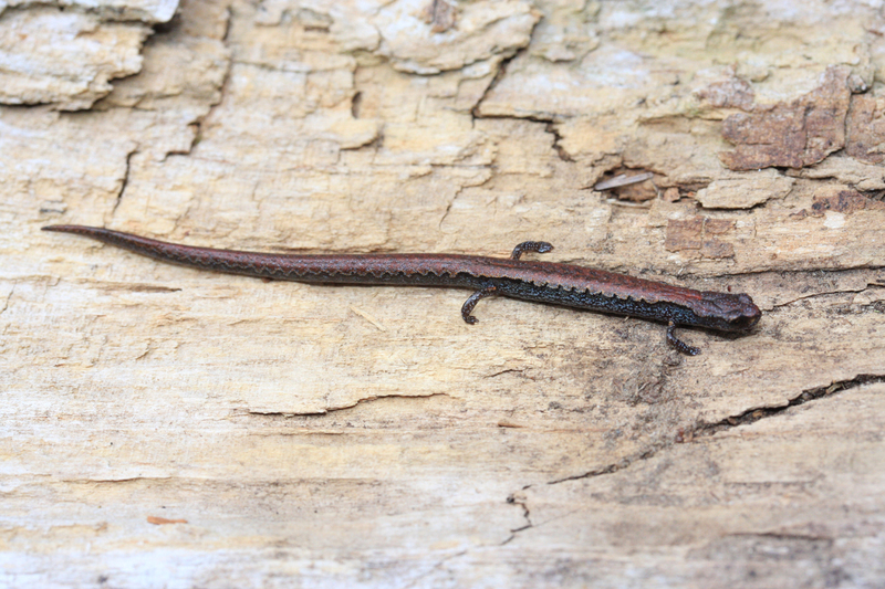 Image of Lower Cerro Pygmy Salamander