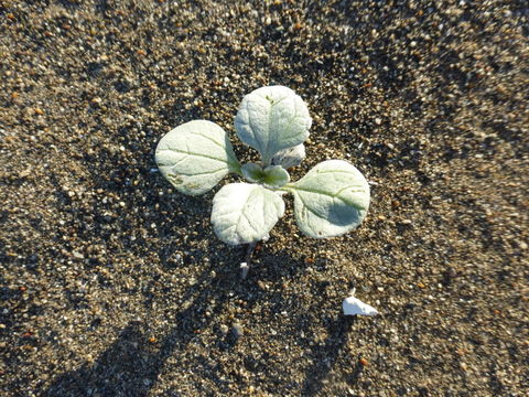 Image of silver bur ragweed