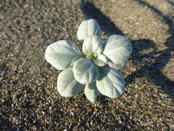 Image of silver bur ragweed