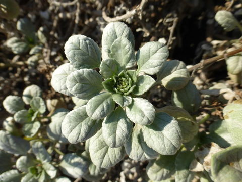 Image of silver bur ragweed