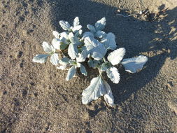 Image of silver bur ragweed