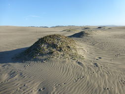 Image of coastal sand verbena