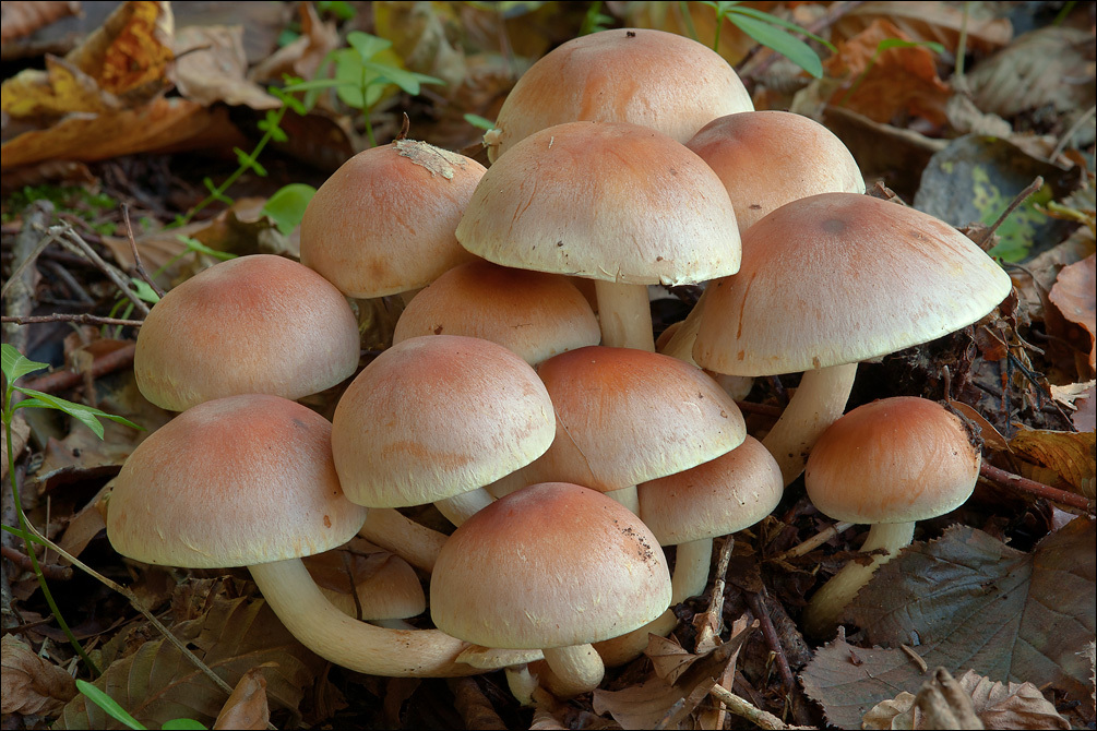 Image of Hypholoma lateritium (Schaeff.) P. Kumm. 1871