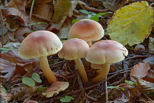 Imagem de Hypholoma lateritium (Schaeff.) P. Kumm. 1871