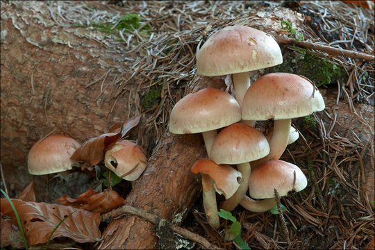 Image of Hypholoma lateritium (Schaeff.) P. Kumm. 1871