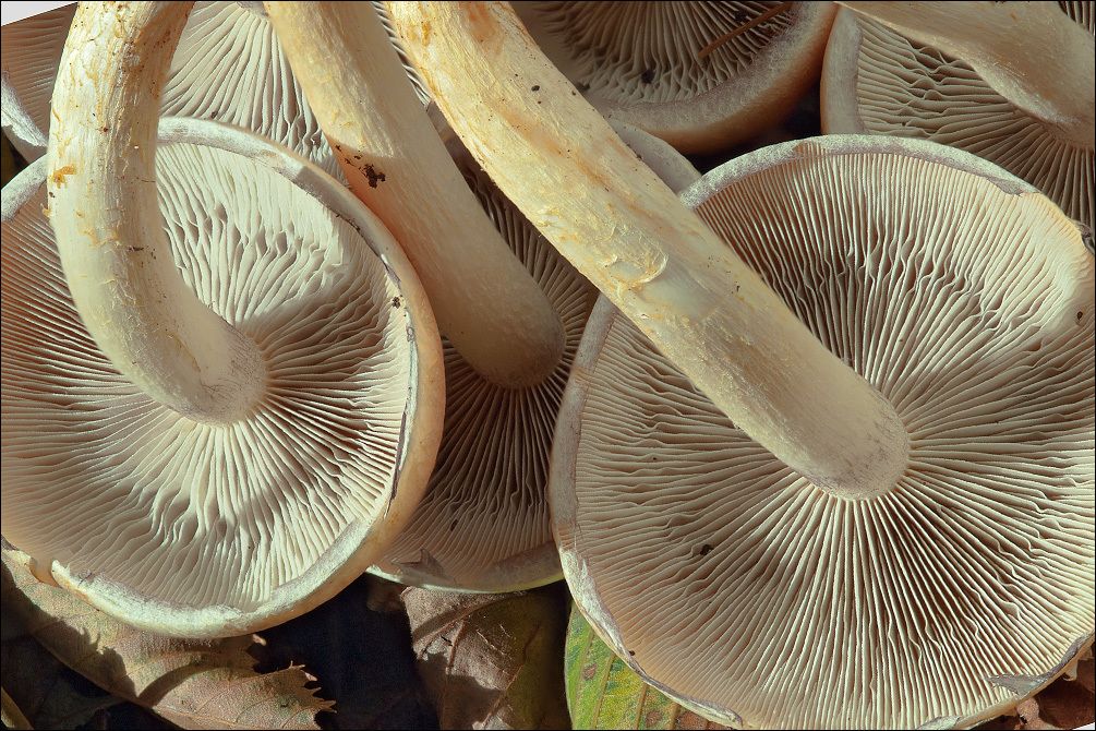 Image of Hypholoma lateritium (Schaeff.) P. Kumm. 1871