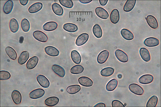 Imagem de Hypholoma lateritium (Schaeff.) P. Kumm. 1871