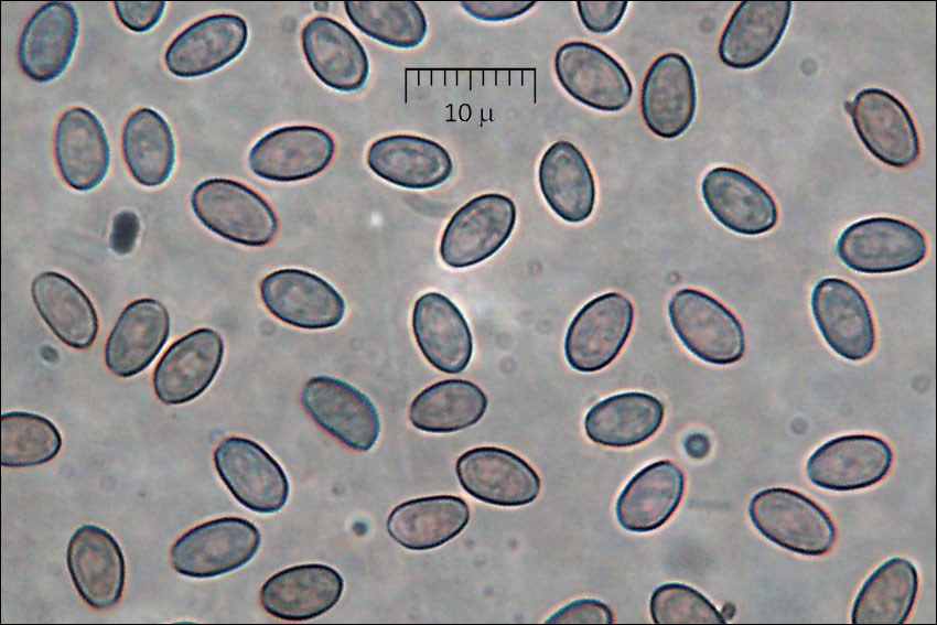 Image of Hypholoma lateritium (Schaeff.) P. Kumm. 1871