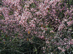 Слика од Cercis occidentalis A. Gray