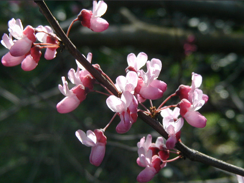 Слика од Cercis occidentalis A. Gray