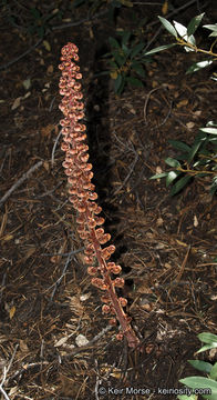 Image of woodland pinedrops