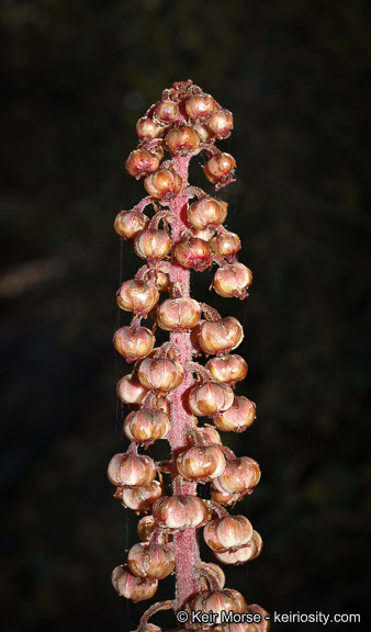 Image of woodland pinedrops