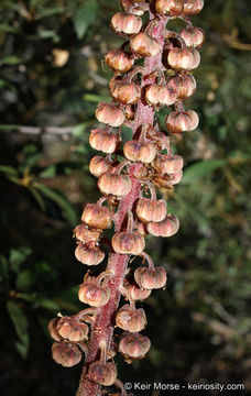 Image of woodland pinedrops