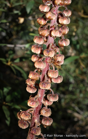 Image of woodland pinedrops