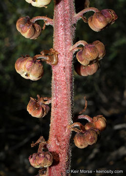 Image of woodland pinedrops