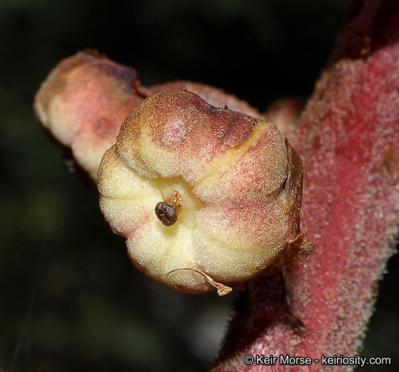 Image of woodland pinedrops