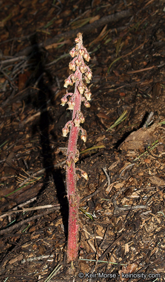 Image of woodland pinedrops