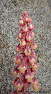 Image of woodland pinedrops