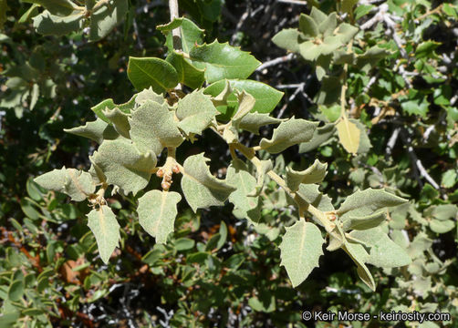 Слика од Quercus chrysolepis Liebm.