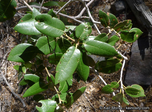 Слика од Quercus chrysolepis Liebm.