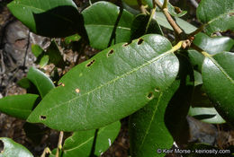 Слика од Quercus chrysolepis Liebm.