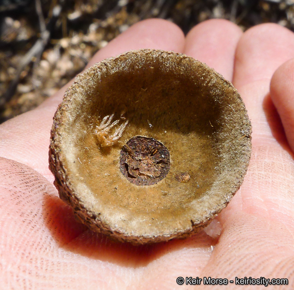 Слика од Quercus chrysolepis Liebm.