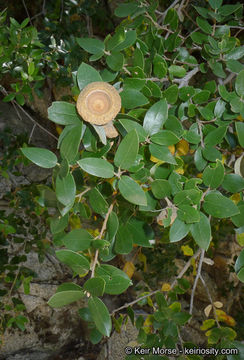 Слика од Quercus chrysolepis Liebm.