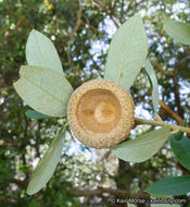 Слика од Quercus chrysolepis Liebm.