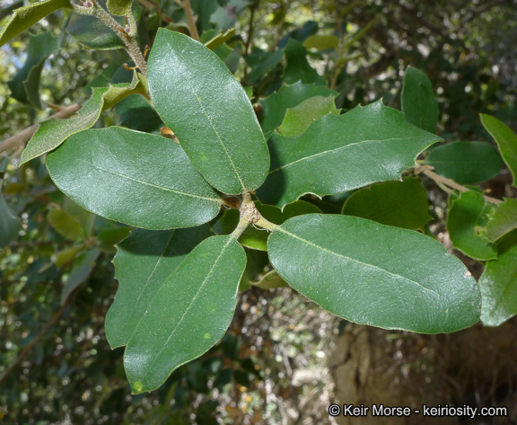 Слика од Quercus chrysolepis Liebm.