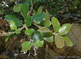 Слика од Quercus chrysolepis Liebm.