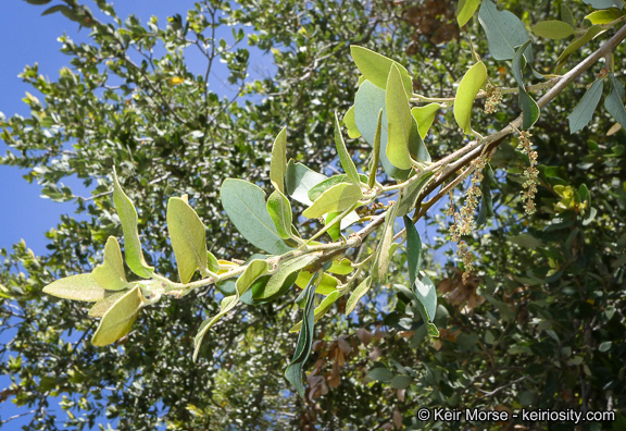 Слика од Quercus chrysolepis Liebm.