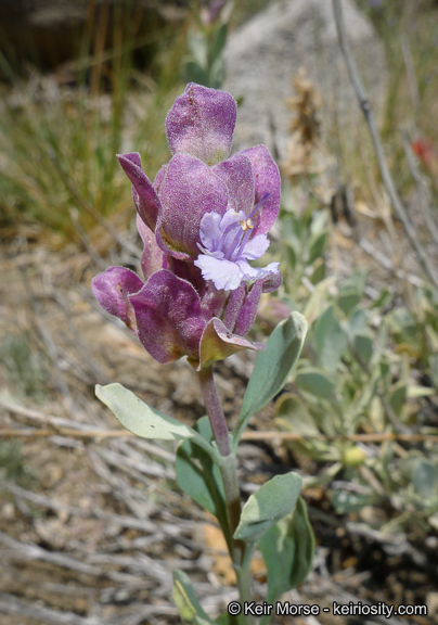 Sivun Salvia pachyphylla Epling ex Munz kuva