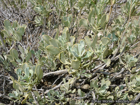 Sivun Salvia pachyphylla Epling ex Munz kuva