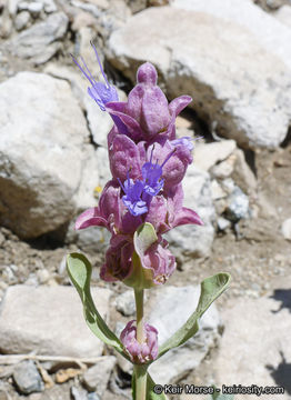 Sivun Salvia pachyphylla Epling ex Munz kuva