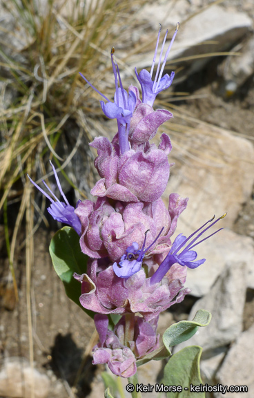 Sivun Salvia pachyphylla Epling ex Munz kuva