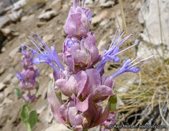 Sivun Salvia pachyphylla Epling ex Munz kuva