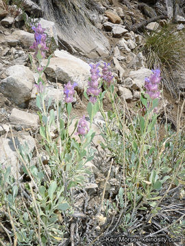 Sivun Salvia pachyphylla Epling ex Munz kuva