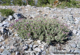 Sivun Salvia pachyphylla Epling ex Munz kuva