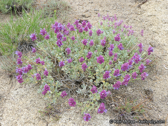 Sivun Salvia pachyphylla Epling ex Munz kuva