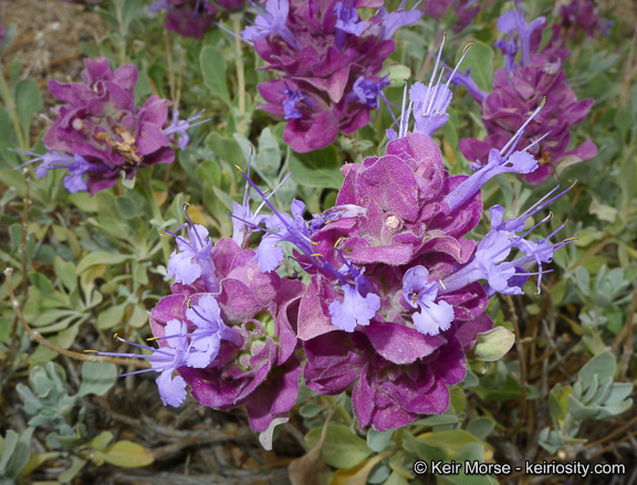 Sivun Salvia pachyphylla Epling ex Munz kuva