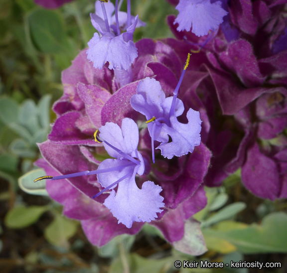 Sivun Salvia pachyphylla Epling ex Munz kuva