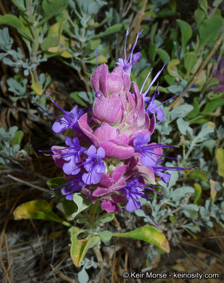 Sivun Salvia pachyphylla Epling ex Munz kuva