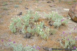 Sivun Salvia pachyphylla Epling ex Munz kuva