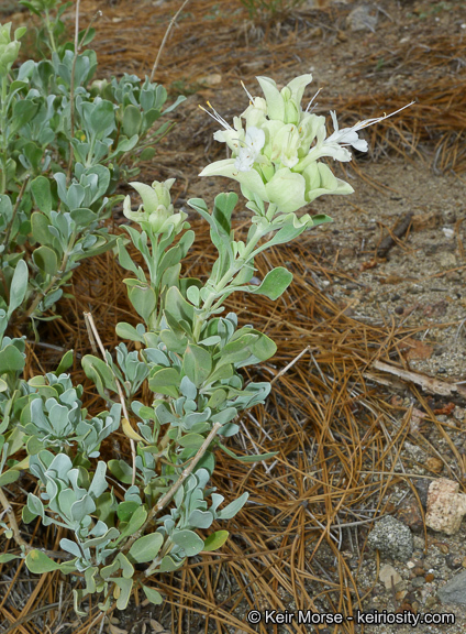 Sivun Salvia pachyphylla Epling ex Munz kuva