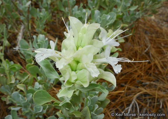 Sivun Salvia pachyphylla Epling ex Munz kuva