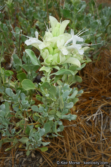 Sivun Salvia pachyphylla Epling ex Munz kuva